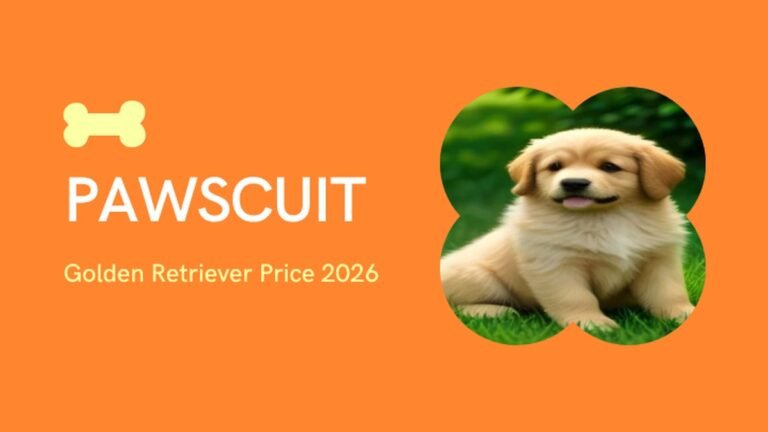 Golden Retriever Price in India 2026: Puppy Cost, City-Wise Guide, Monthly Maintenance & Real Price Range (₹15,000–₹150,000+)