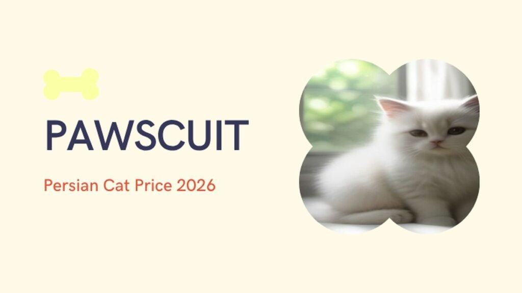 Persian cat price in India 2026 thumbnail