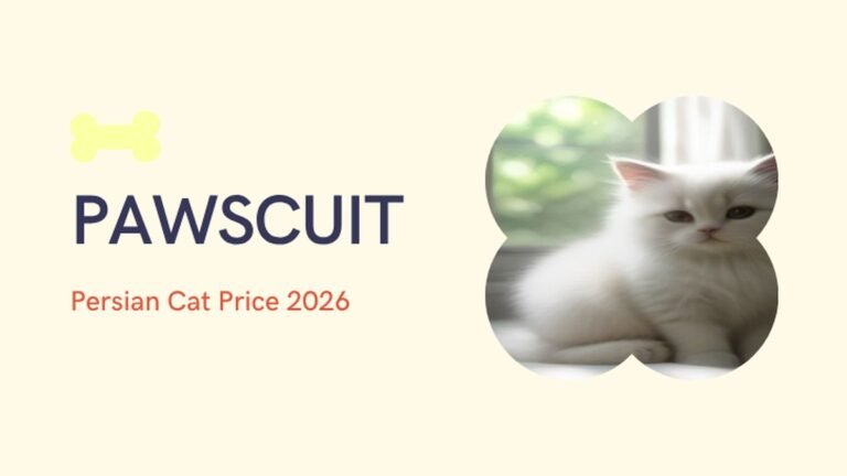 Persian Cat Price in India 2026: Kitten Cost, City-Wise Guide, Monthly Maintenance & Real Price Range (₹8,000–₹120,000+)