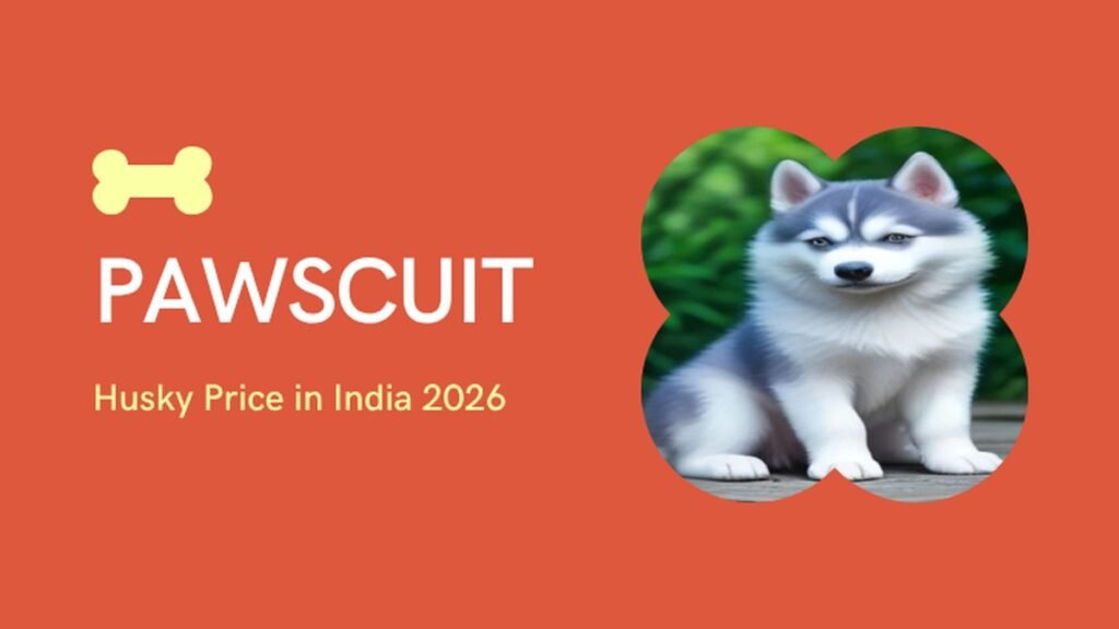Husky price in India 2026 thumbnail