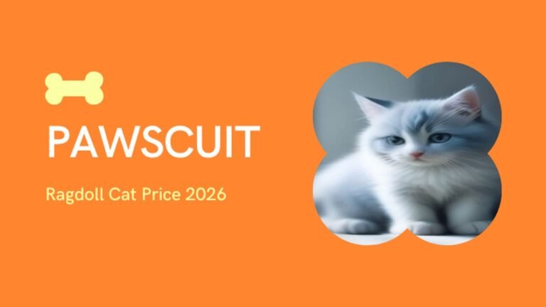 Ragdoll Cat Price in India 2026: Kitten Cost, City-Wise Guide, Monthly Maintenance & Real Price Range (₹25,000–₹200,000+)