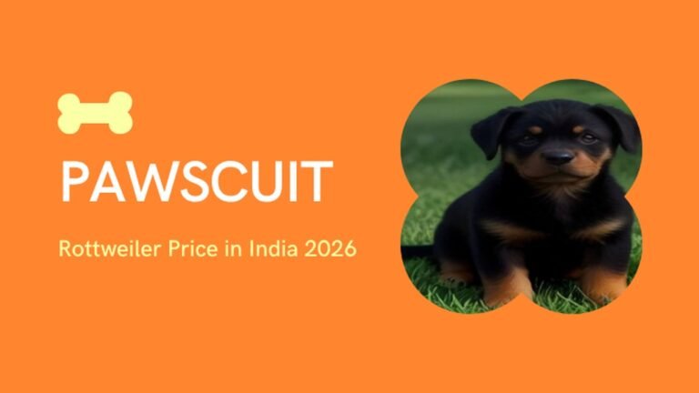 Rottweiler Price in India 2026: Puppy Cost, City-Wise Guide, Monthly Maintenance & Real Price Range (₹10,000–₹150,000+)