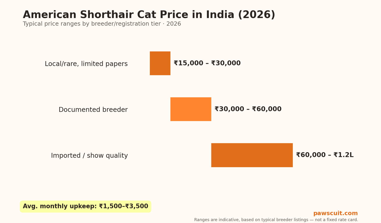 American Shorthair cat price in India 2026 pricing chart by tier