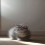 American Shorthair Cat Price in India 2026: Kitten Cost, City-Wise Guide, Monthly Maintenance & Real Price Range (₹15,000–₹120,000+)