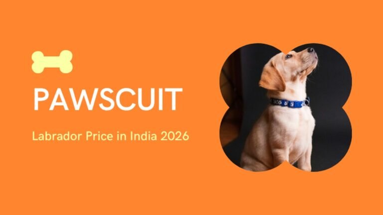 Labrador Price in India 2026: Puppy Cost, City-Wise Guide, Monthly Maintenance & Real Price Range (₹8,000–₹60,000)